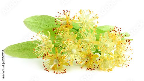 Linden flowers closeup.