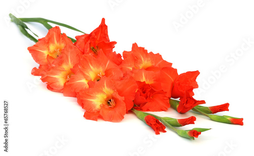 Gladiolus