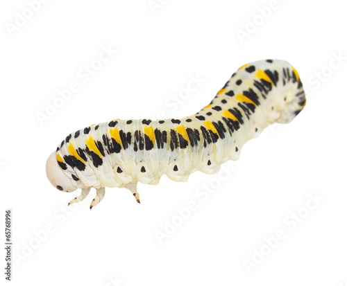 caterpillar isolated on white
