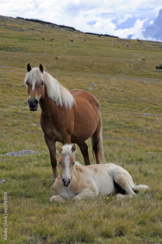 Haflinger