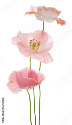Fototapeta Naklejka Na Ścianę i Meble -  poppy
