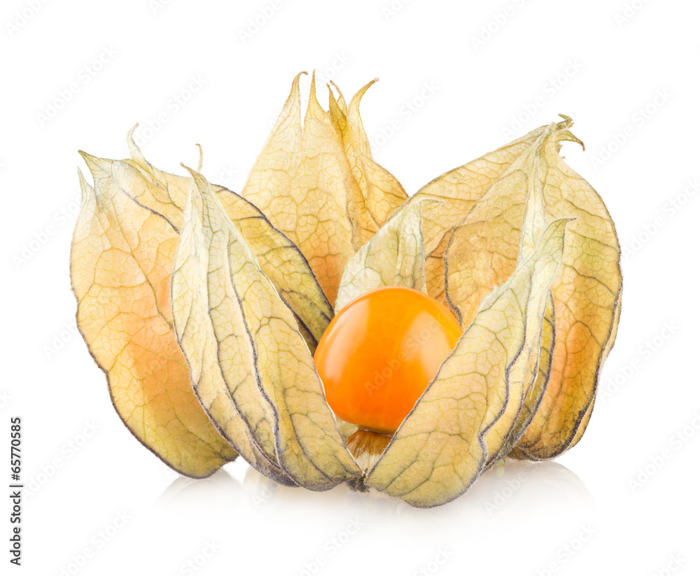 ripe physalis isolated on white background ripe physalis isolated on white background