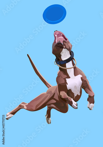 dog-frisbee