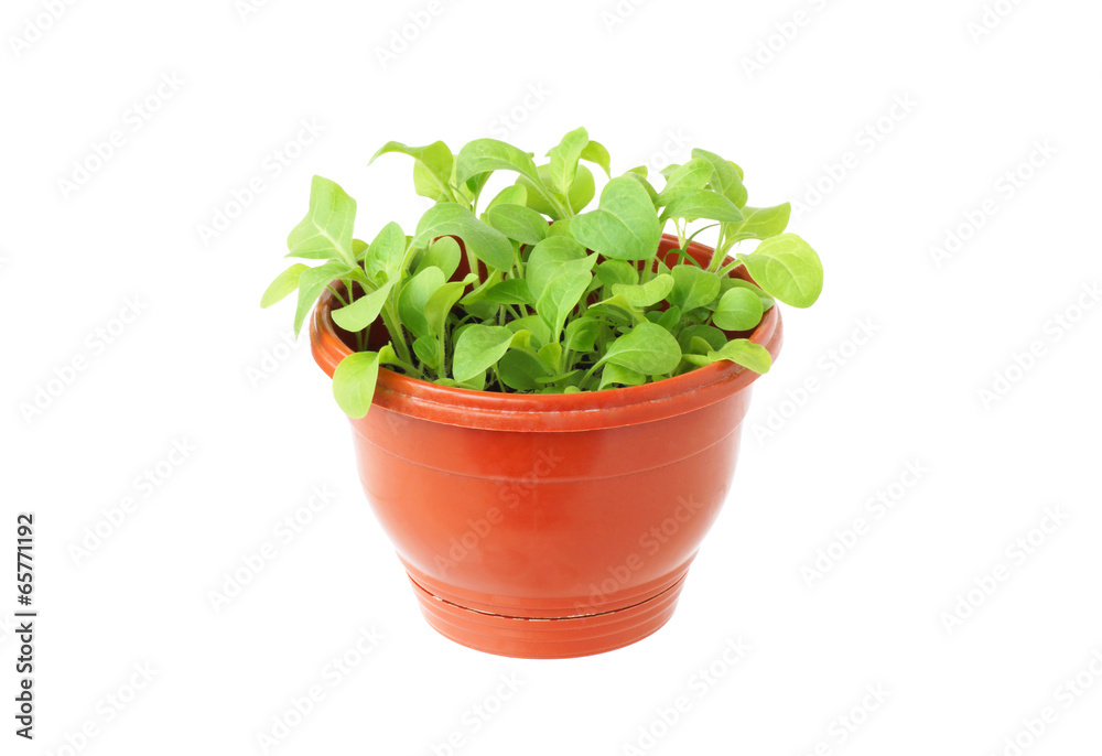 Pot with green plant.