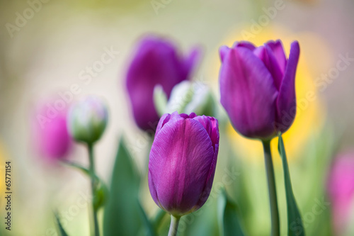 purple tulip stems outdoor