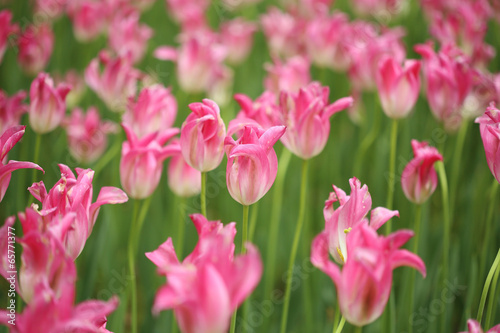 pink tulip © geargodz