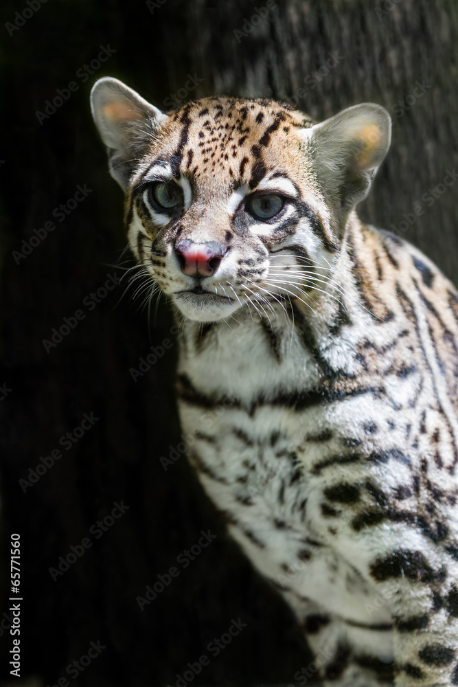 ocelot