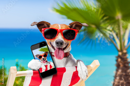 summer selfie dog © Javier brosch