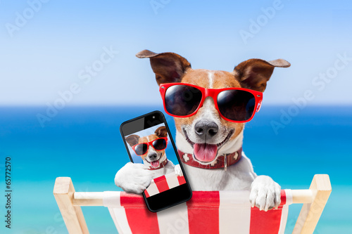 Fototapeta Naklejka Na Ścianę i Meble -  summer selfie dog