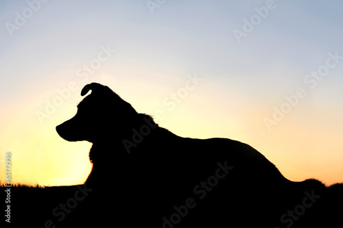 Silhouette of German Shepherd Mix Dog at Sunset