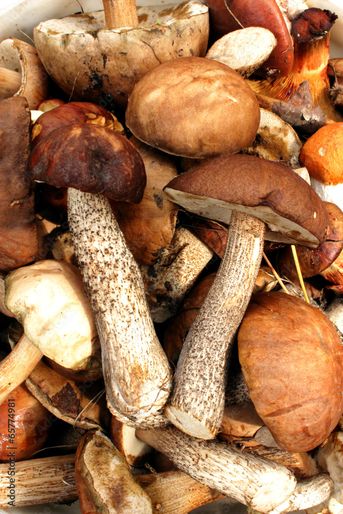Beautiful and different mushrooms Beautiful and different mushrooms