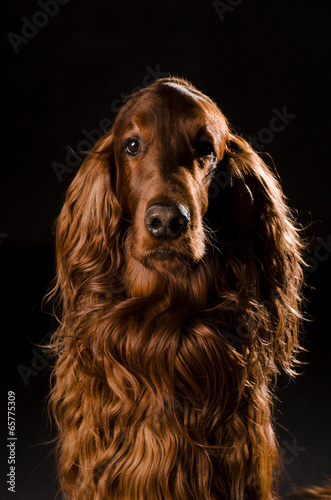 Obraz na płótnie Irish Setter