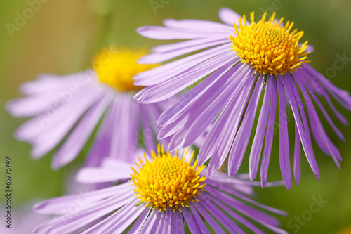 Aster flowers photo