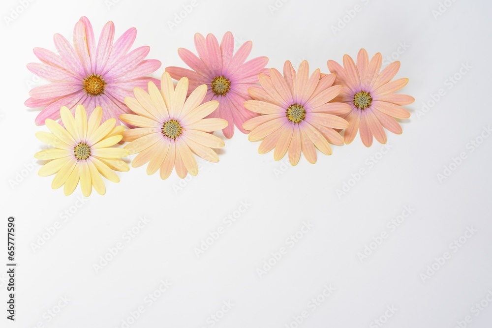 yellow and purple daisies