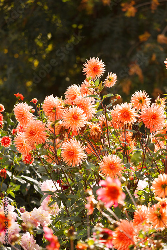 Colorful dahlia flower