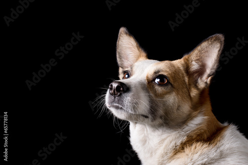 portrait of beautiful dog in studio with black background