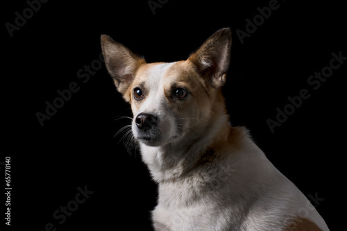 portrait of beautiful dog in studio with black background © catgrig