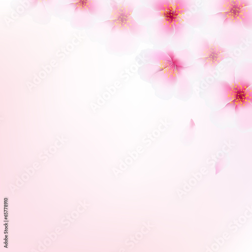 Pink Cherry Flowers