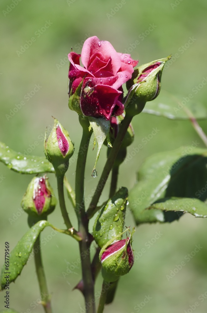 Rose Flower Rose Flower