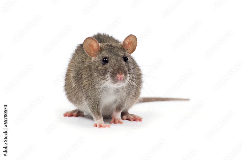 rat rat