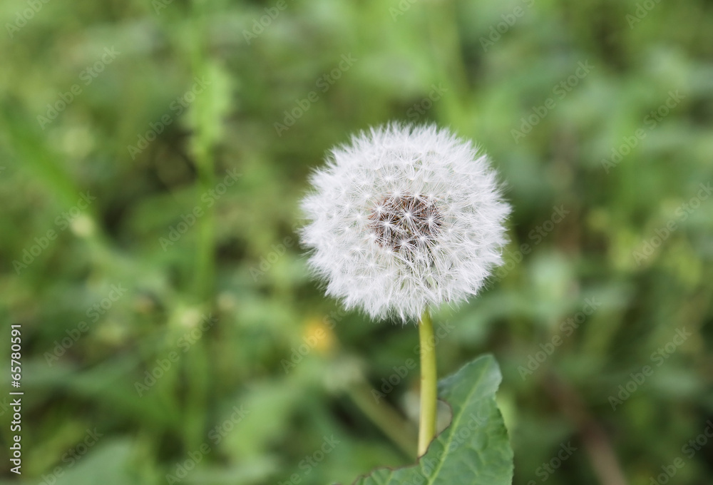 dandelion dandelion