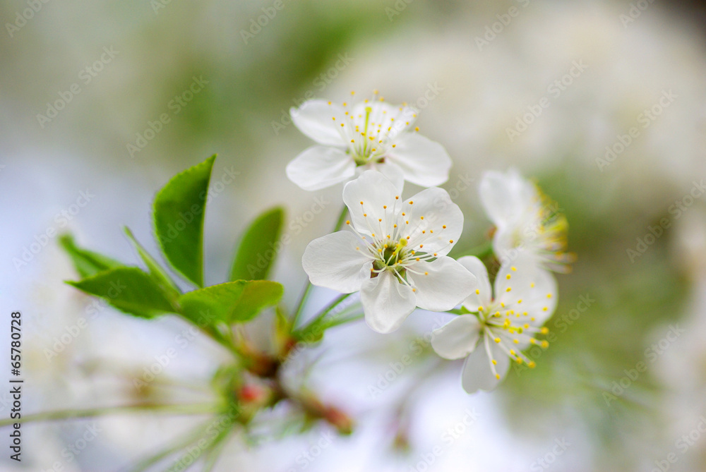 cherry cherry
