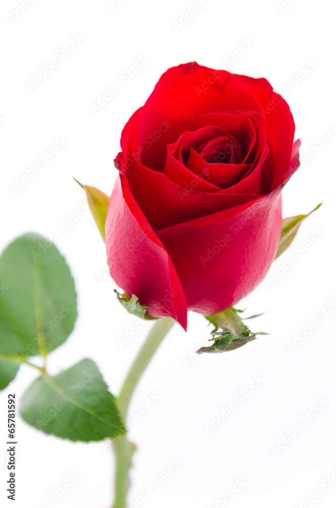 Red rose Red rose