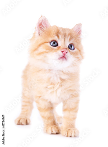 Cute little red kitten isolated on white