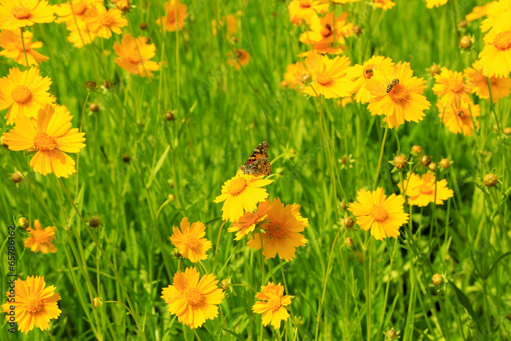 Beautiful wild flowers and butterfly, outdoors
