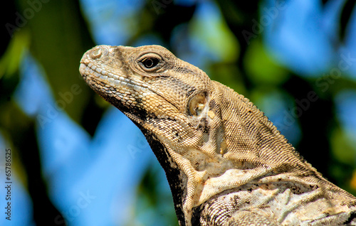 Iguana photo