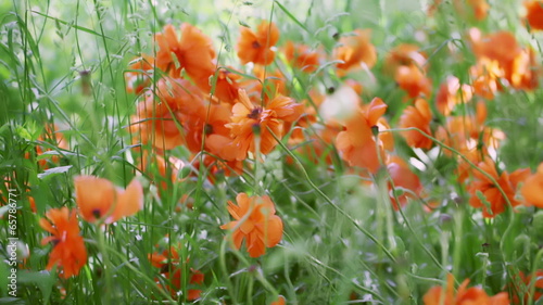 Blooming poppies photo