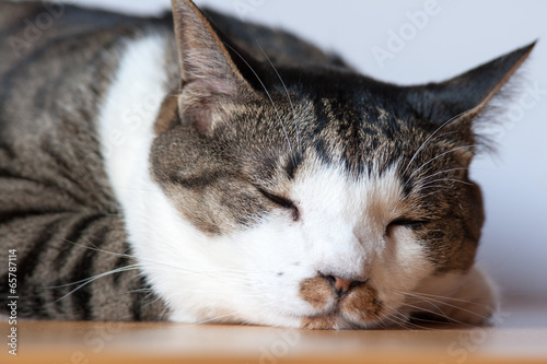 Napping cat © Miyuki Satake