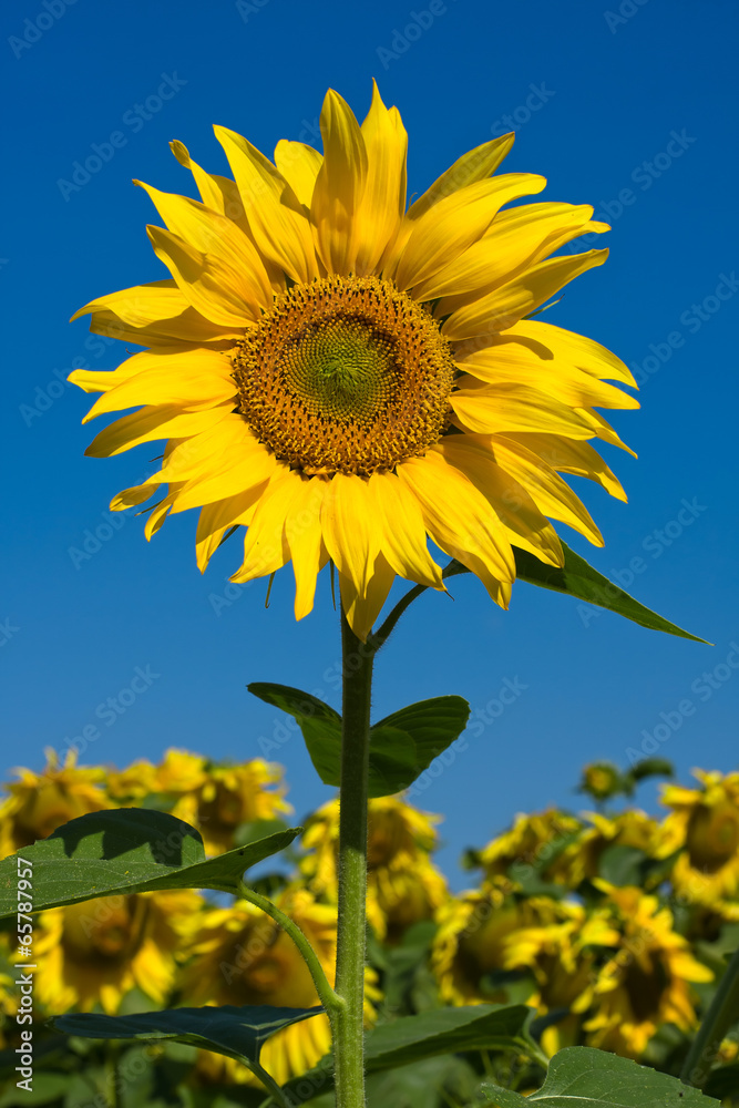 Naklejka premium Sunflower field over blue sky, Ukraine