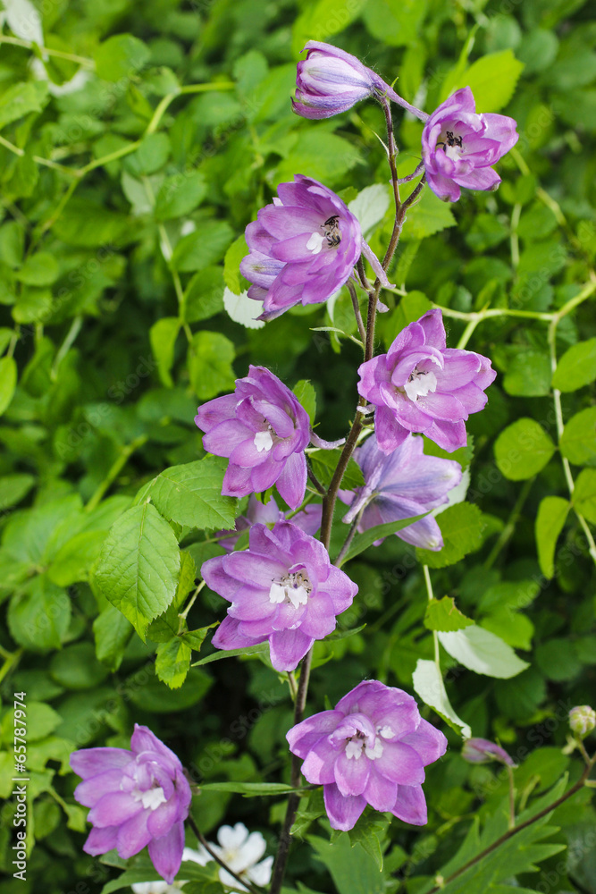 Purple delphinium flowers in the garden Purple delphinium flowers in the garden
