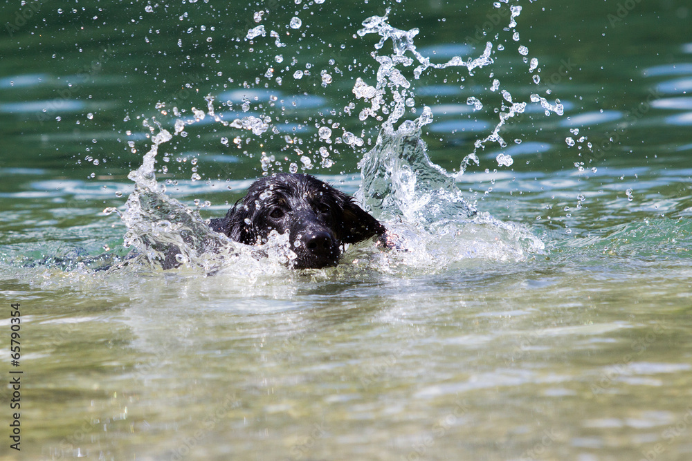 Fototapeta premium Wasserhunde_11