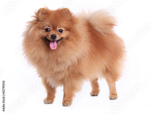 Wallpaper Mural pomeranian dog isolated on white background Torontodigital.ca