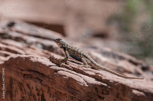 Small lizard on the slickrock in the canyon looking away from th