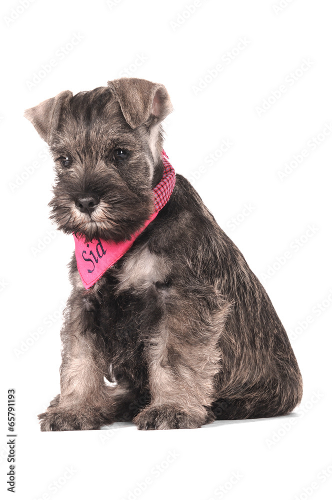 Zwergschnauzer Welpe sitzend mit Halstuch Zwergschnauzer Welpe sitzend mit Halstuch