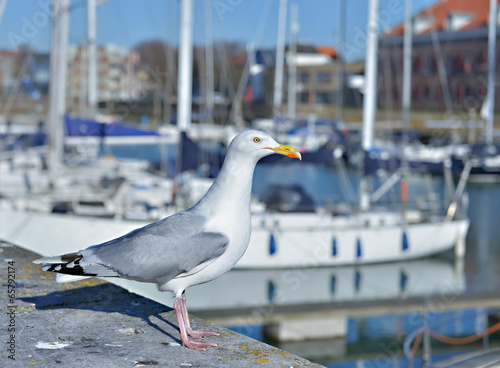 Seagull in marina on front of leisure boats