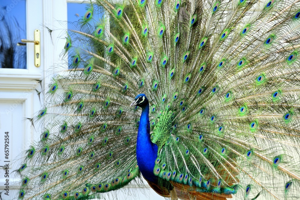 Obraz premium Beautiful proud peacock