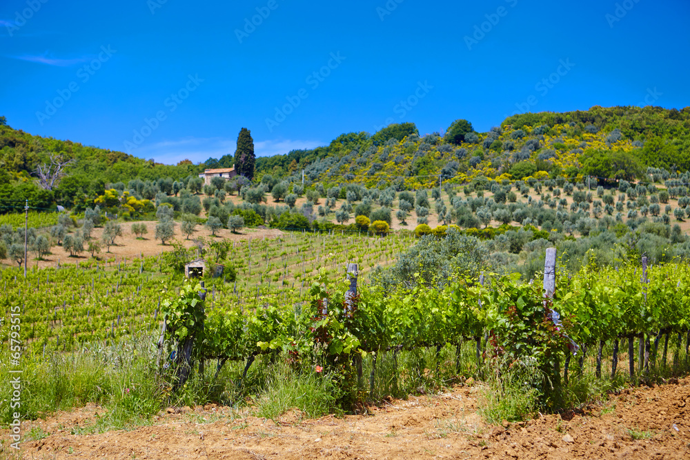 Famous Tuscany vineyards. Italy Famous Tuscany vineyards. Italy
