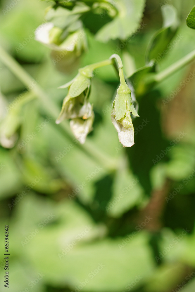 Naklejka premium Peas plant