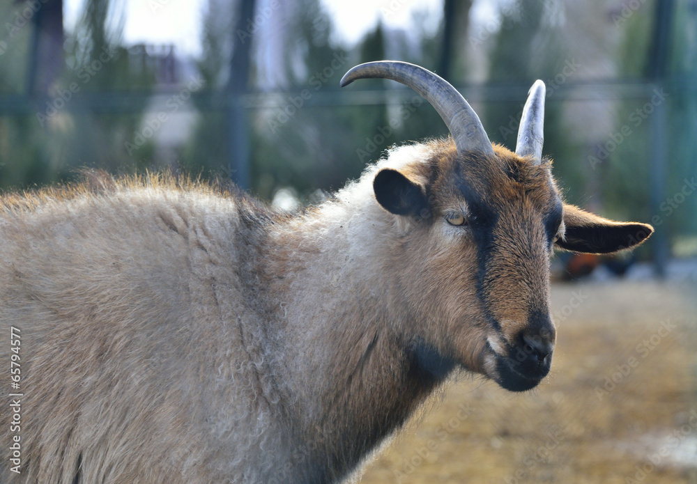 goat with horns goat with horns