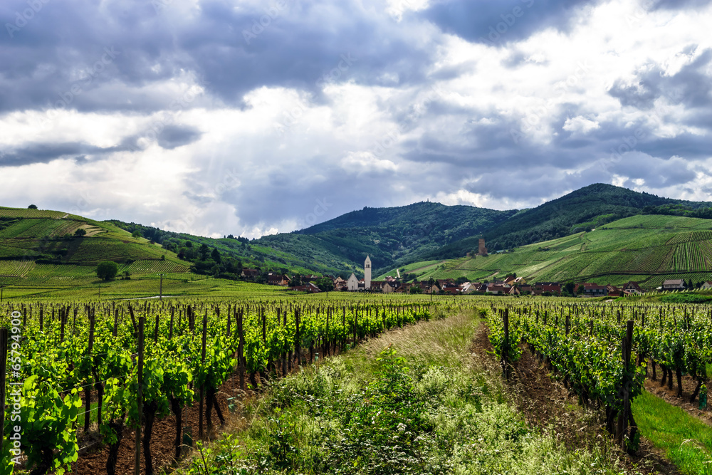Fototapeta premium Vivid colors of vineyards