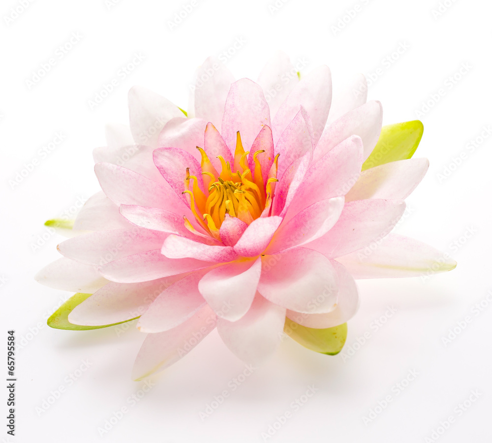 Lotus flower isolated white background