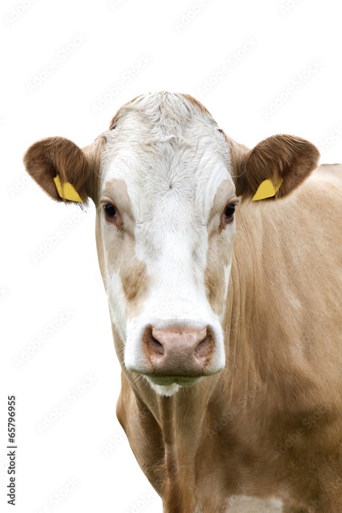 Cow in front of a white background,Isolated!