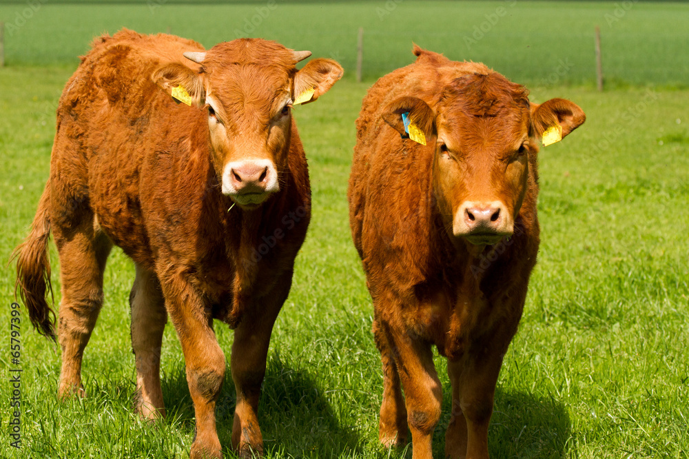 Neugierige Kühe Neugierige Kühe