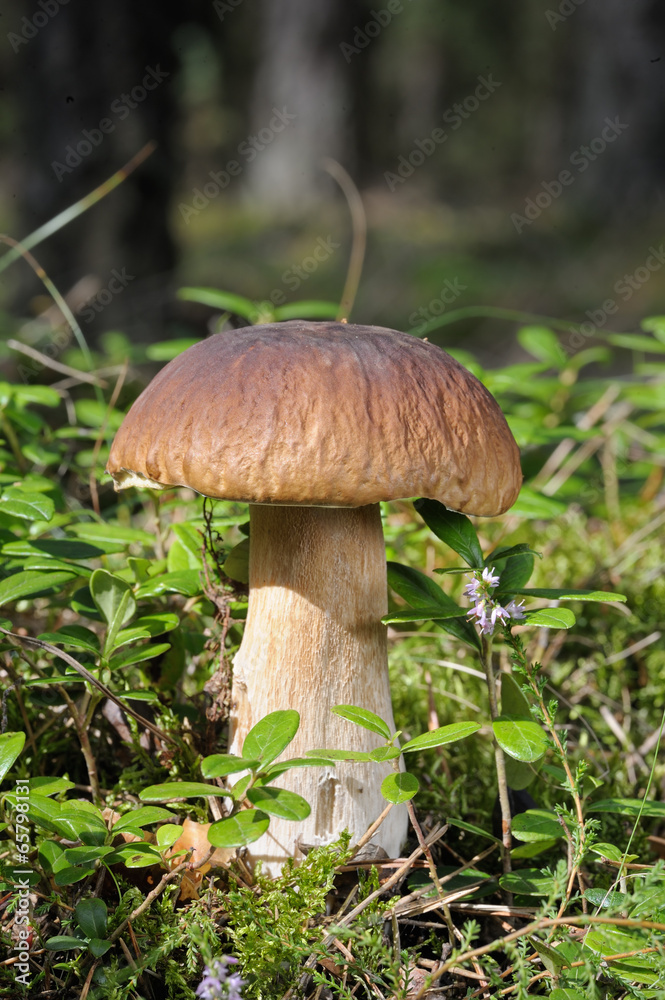 Boletus edulis Boletus edulis