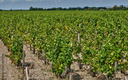 vineyard of Saint Julien Beychevelle in Gironde photo