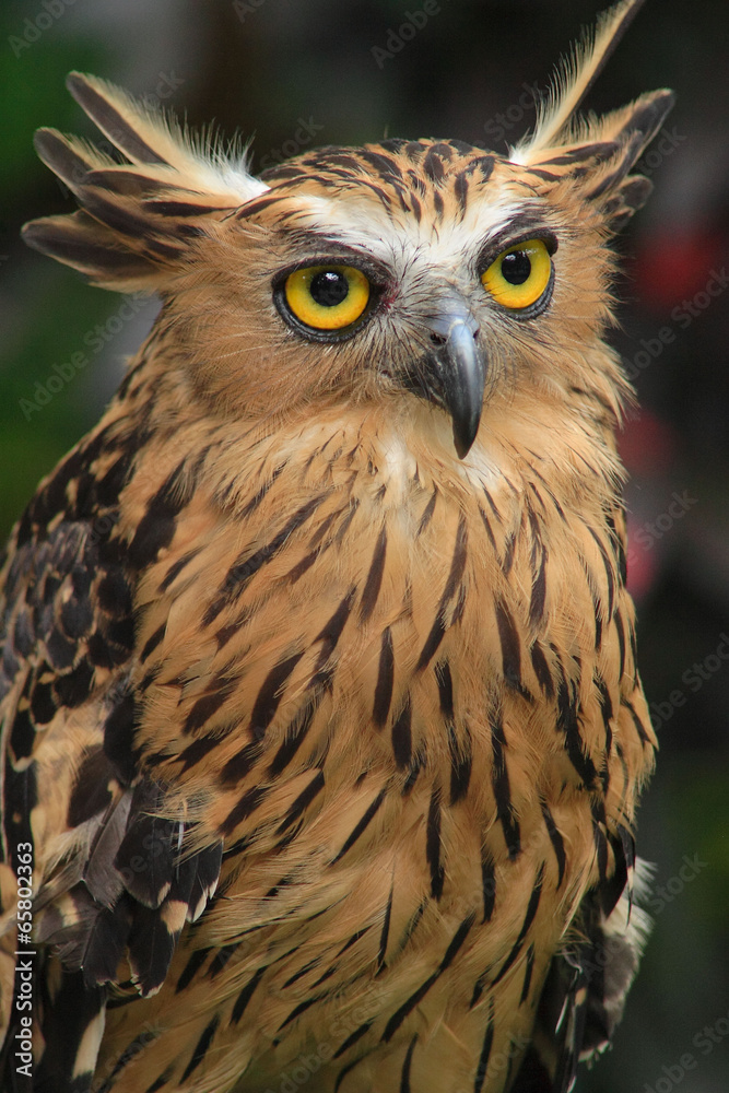 Naklejka premium OWL